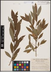 Foto von Salix daphnoides Vill. x Salix purpurea L.
